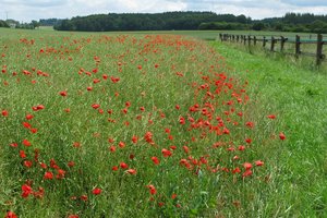 20090616_straubing