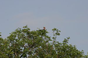 Canon_D300