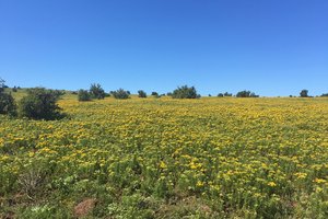 20160910_postberg_flowers