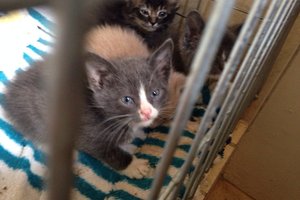 cats