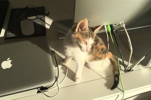 20161110_minou