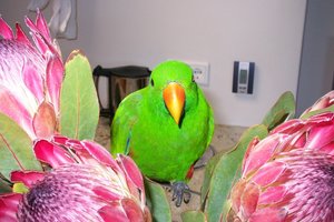igor