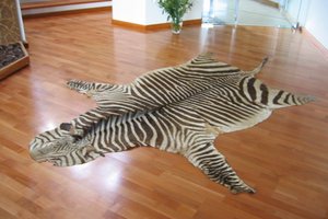 zebra