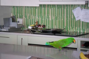 20090606_kitchen_plus
